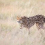 How Fast Can a Leopard Run (Average Speed)