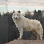 All 23 Types of Foxes and Where to See Them in the Wild