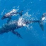 A Visual Guide to Humpback Whale Behavior You Might See