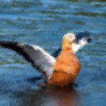 Learn How to Take Proper Care of Lovebirds Before You Own