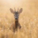 Why is the Earth Moving Away from the Sun?