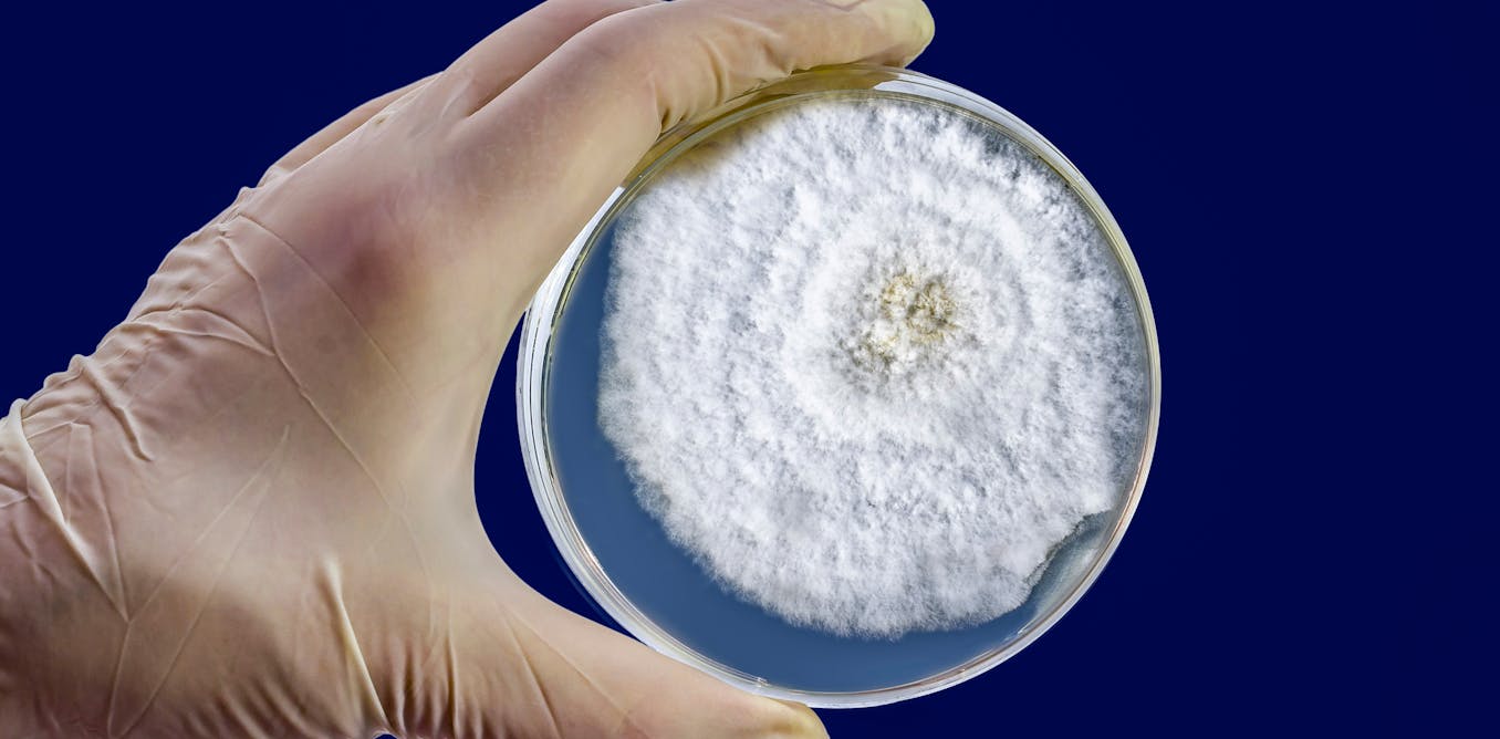 riset:-kematian-global-akibat-penyakit-jamur-naik-dua-kali-lipat-dalam-satu-dekade