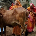 Idul Adha di India: Kalau Sapi Dianggap Hewan Suci, Gimana Umat Muslim Rayakan Idul Adha?