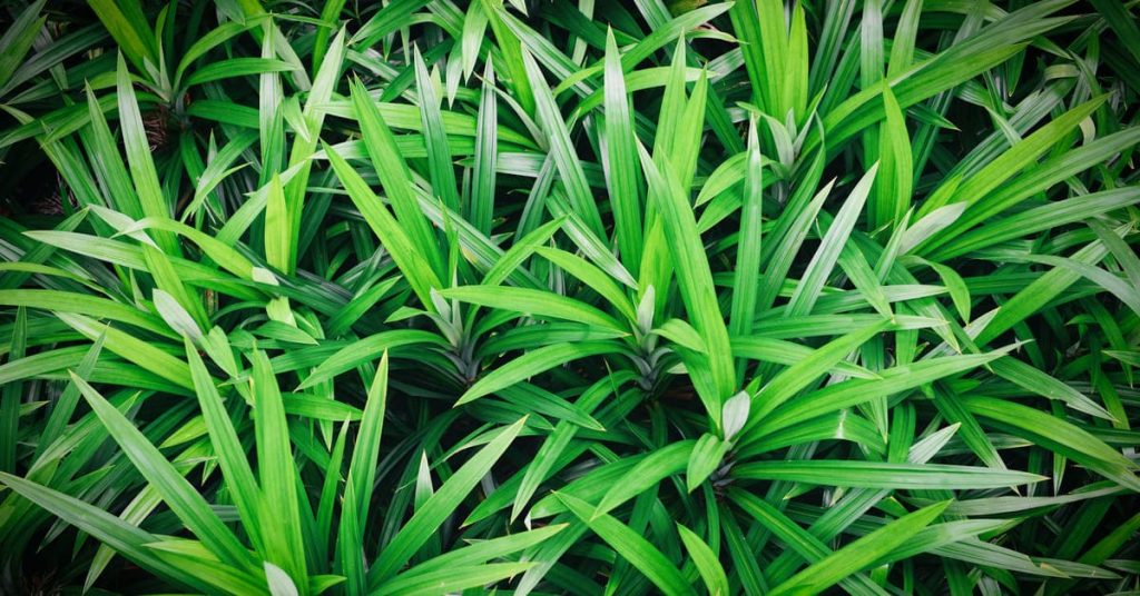 8-manfaat-daun-pandan-untuk-kesehatan-dan-efek-sampingnya