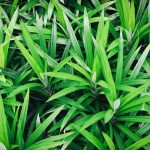 8 Manfaat Daun Pandan Untuk Kesehatan dan Efek Sampingnya