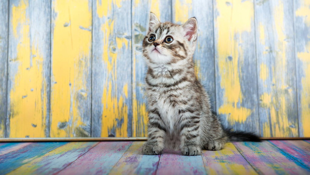 12-cara-mengusir-kucing-tanpa-perlu-menyakiti-dan-aman