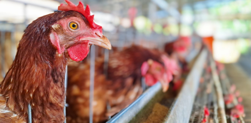 consumers-want-cage-free-eggs,-but-indonesian-farmers-say-they-need-more-support-to-do-this