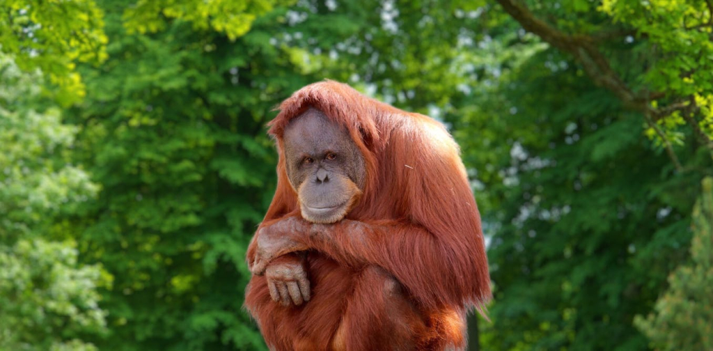 biodiversitas-di-ambang-kritis,-pr-besar-strategi-konservasi-pemerintahan-prabowo-gibran