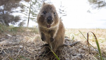 8-hewan-paling-bahagia-di-dunia,-positive-vibes-banget!