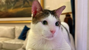 5-anabul-populer-milik-pemimpin-negara,-ada-bobby-kertanegara!