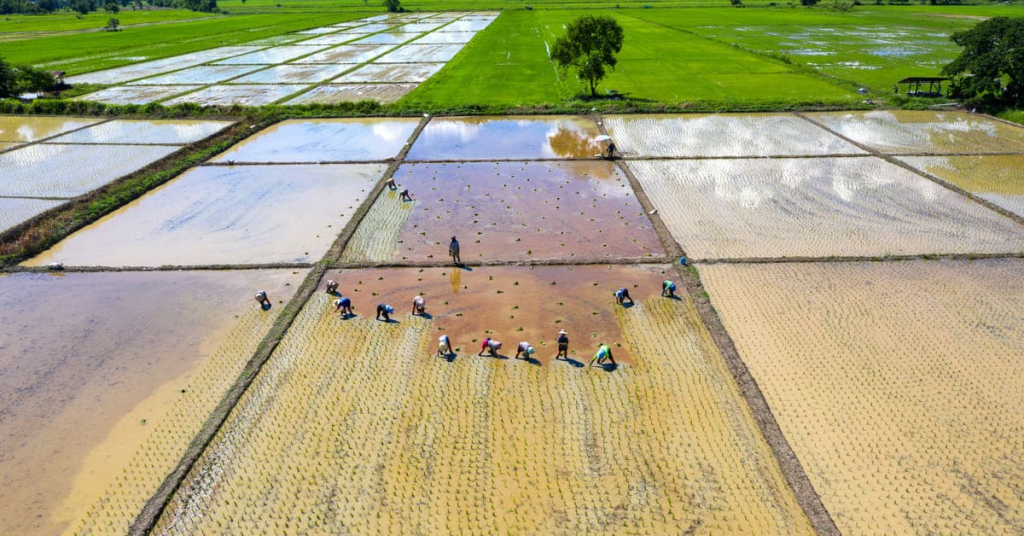 dataran-rendah:-pengertian,-ciri-ciri,-manfaat,-dan-persebarannya-di-indonesia