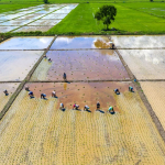 Dataran Rendah: Pengertian, Ciri-Ciri, Manfaat, dan Persebarannya di Indonesia