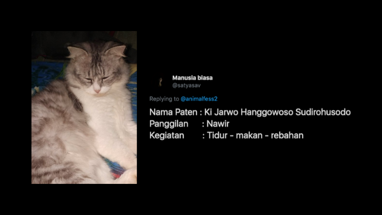 nggak-cuma-si-belang-dan-katty,-inilah-deretan-nama-kucing-yang-paling-nggak-kepikiran.-bisa-aja!-:d