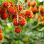 Apakah Makan Rambutan Bikin Batuk? Begini Penjelasannya