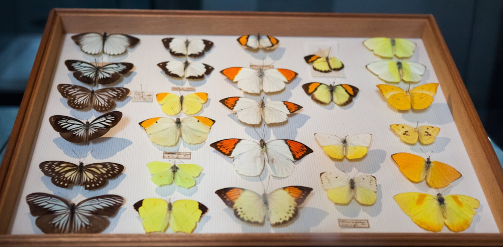 beyond-evolution:-alfred-russel-wallace’s-critique-of-the-19th-century-world