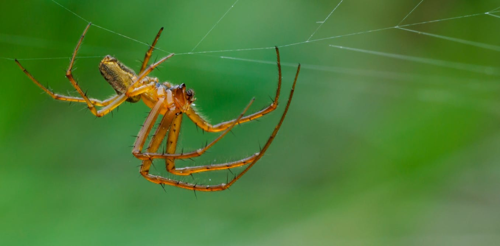 riset-baru:-laba-laba-ternyata-‘mencium-bau’-dengan-kakinya