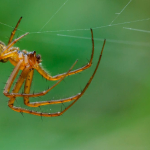 Riset baru: Laba-laba ternyata ‘mencium bau’ dengan kakinya