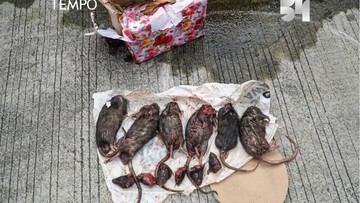 tempo-kembali-diteror-dengan-kiriman-6-ekor-bangkai-tikus-yang-dipenggal