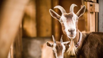 mengulik-uniknya-perayaan-iduladha-di-papua,-ada-tradisi-bakar-batu!