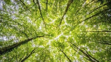 demi-selamatkan-hutan,-masyarakat-adat-namblong-di-papua-dirikan-perusahaan-perseroan-terbatas