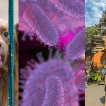 Rabies di Bali Naik, Ini Pertolongan Pertama untuk Rabies yang Wajib Kamu Tahu!
