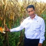 Kisah “Padi Berbisik” Amran?