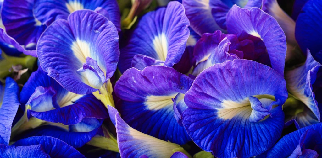 bunga-telang:-potensi-baru-untuk-obati-penyakit-bakteri-kebal-antibiotik