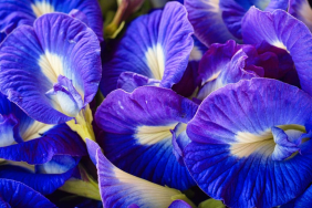 bunga-telang:-potensi-baru-untuk-obati-penyakit-bakteri-kebal-antibiotik