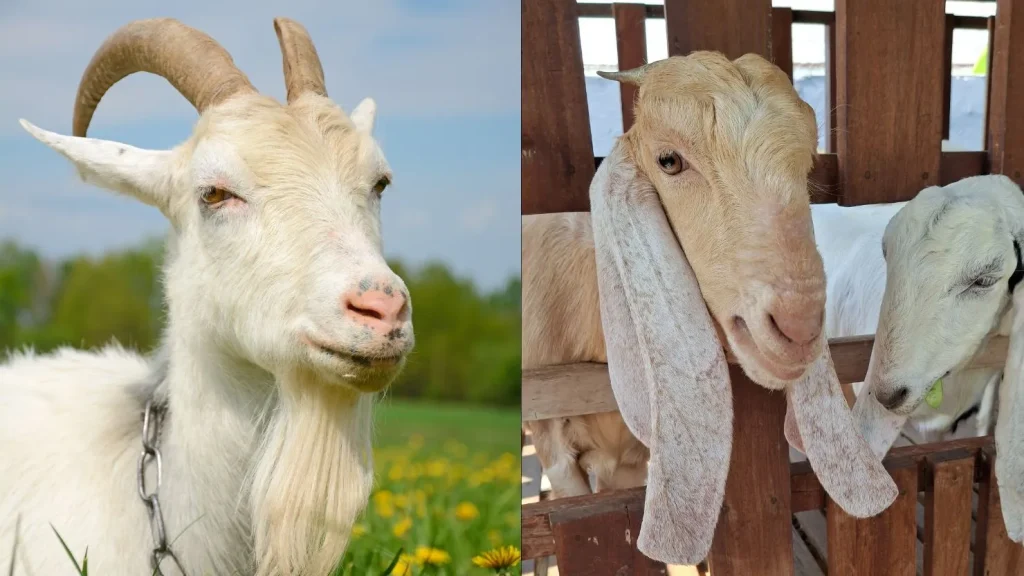 10-ciri-kambing-yang-layak-untuk-kurban,-biar-niat-baikmu-makin-tenang