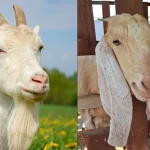 10 Ciri Kambing yang Layak untuk Kurban, Biar Niat Baikmu Makin Tenang