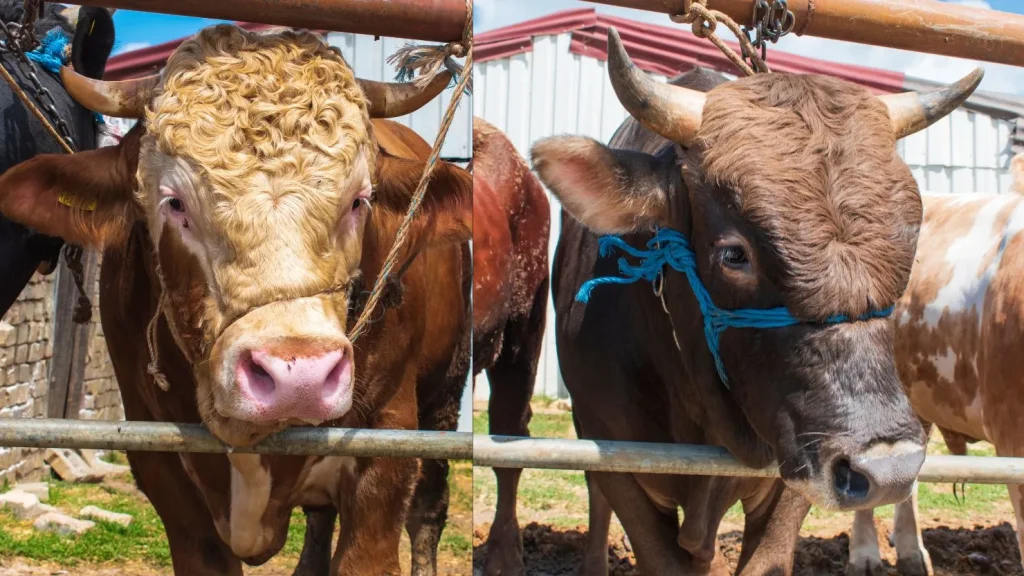 10-ciri-sapi-yang-sehat-untuk-kurban,-biar-nggak-cuma-modal-feeling