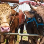 10 Ciri Sapi yang Sehat untuk Kurban, Biar Nggak Cuma Modal Feeling