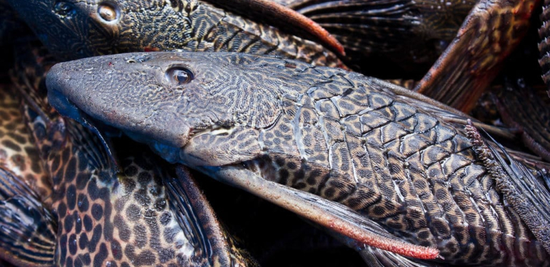 fakta-ikan-sapu-sapu:-kenapa-tidak-boleh-dimakan?