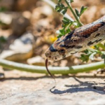 9-tanaman-pengusir-ular-yang-perlu-disiapkan-di-rumah