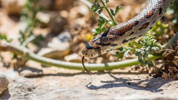 9-tanaman-pengusir-ular-yang-perlu-disiapkan-di-rumah