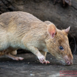 apa-itu-infeksi-hantavirus-yang-tewaskan-3-orang-di-atlantik?
