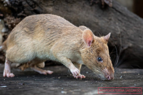 apa-itu-infeksi-hantavirus-yang-tewaskan-3-orang-di-atlantik?
